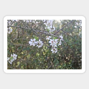 Almond tree branches and flowers Sticker